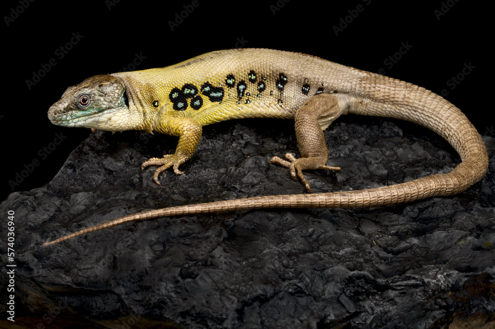 Naklejka premium Zagrosian Ocellated Lizard (Timon princeps)