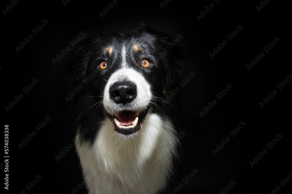 Portrait black border collie dog wit happy expression face. Isolated on dark background