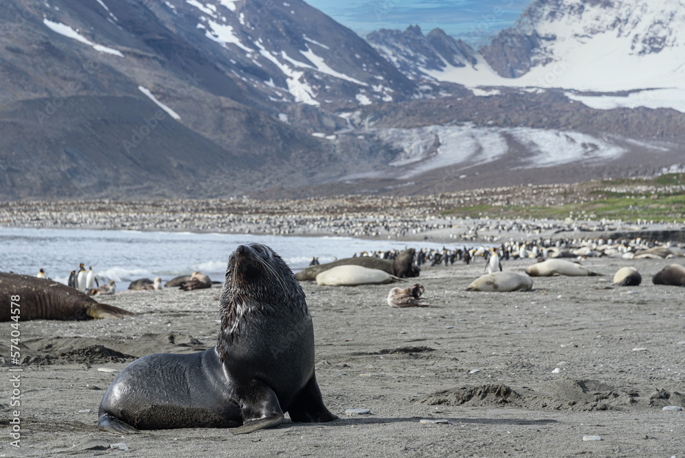 Fototapeta premium Wildlife