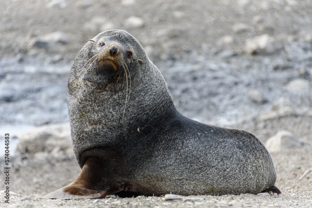 Fototapeta premium Wildlife
