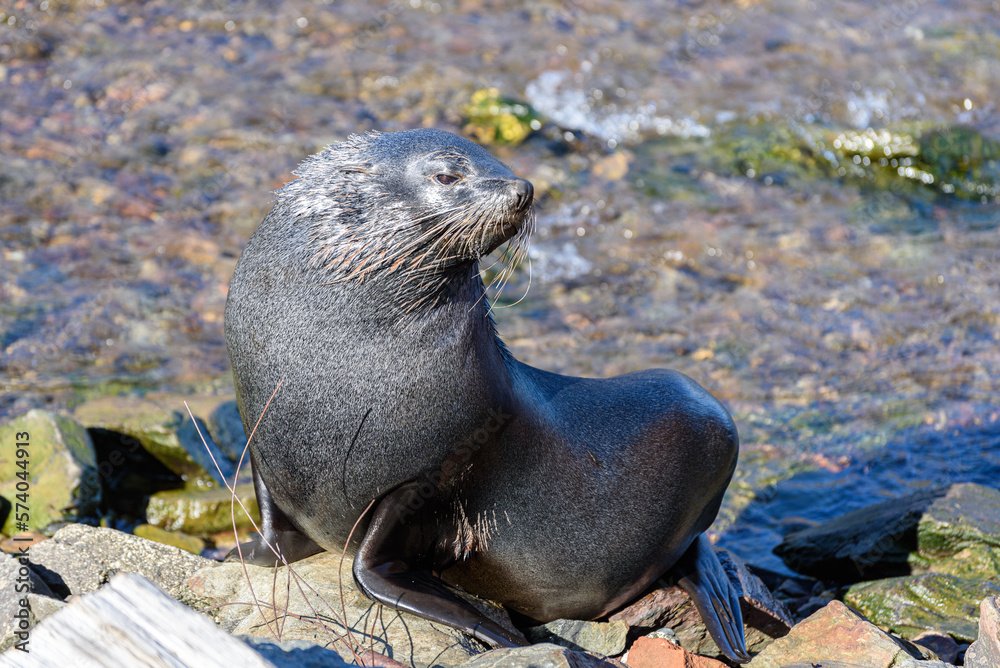 Fototapeta premium Wildlife 