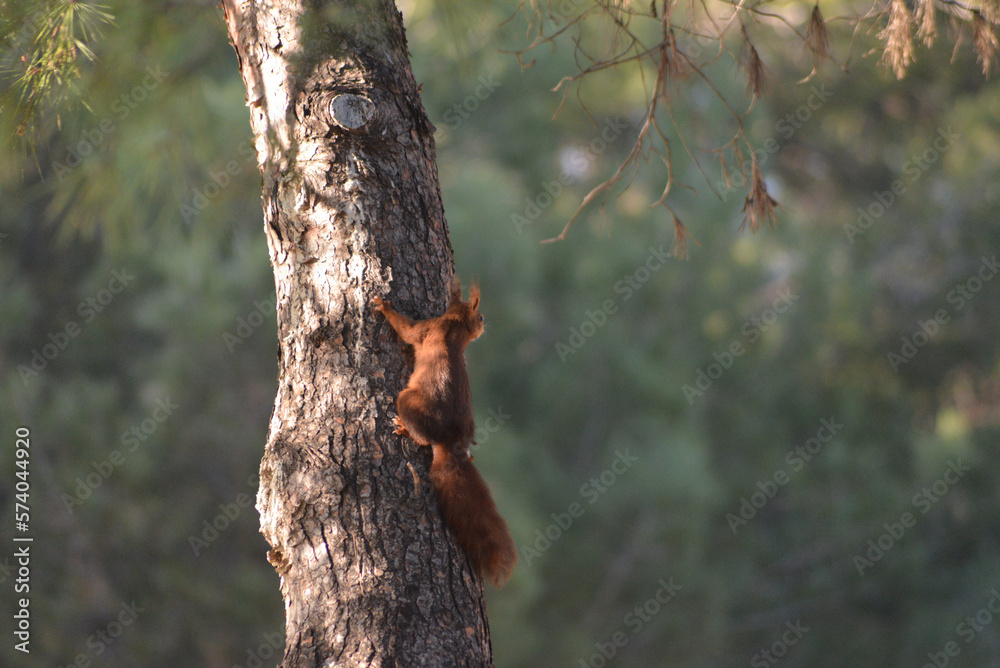 Obraz premium Ardilla subiendo al arbol