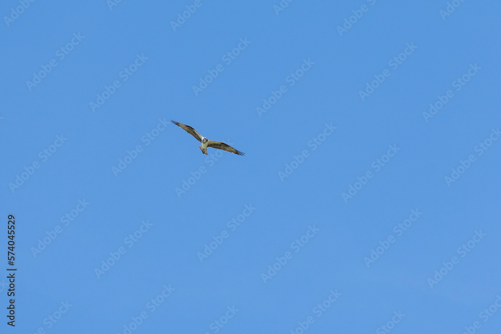 The Osprey eagle flying in all its majesty. Hunt. Species Pandion haliaetus. Bird lover. Birdwatching. Animal world. Birding. The Osprey eagle flying in all its majesty. Hunt. Species Pandion haliaetus. Bird lover. Birdwatching. Animal world. Birding.