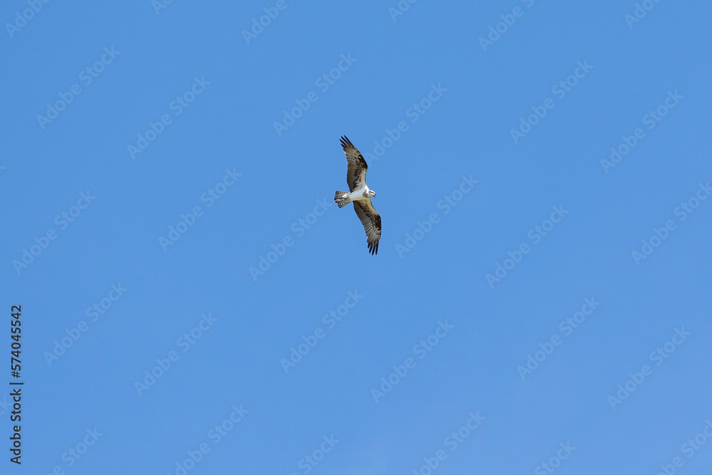 The Osprey eagle flying in all its majesty. Hunt. Species Pandion haliaetus. Bird lover. Birdwatching. Animal world. Birding.