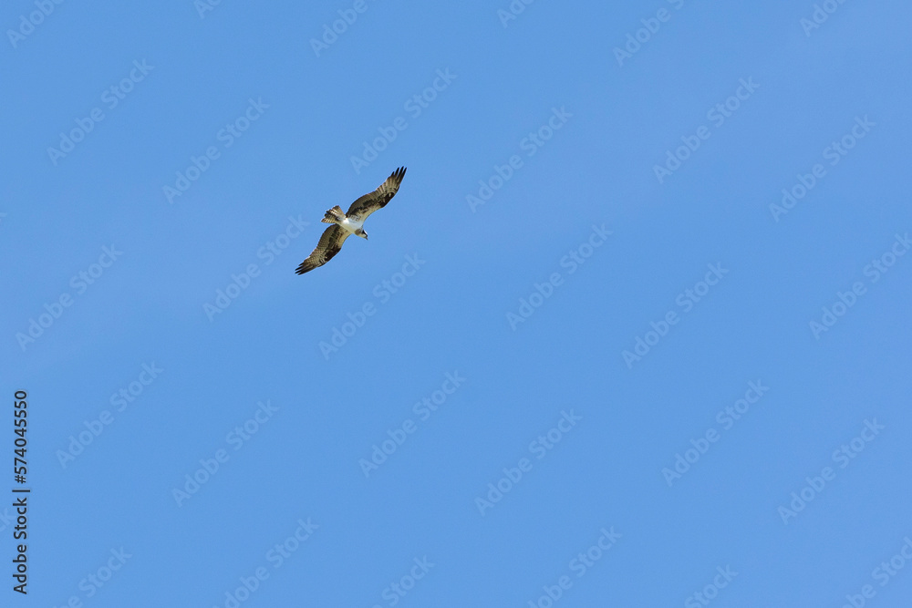 The Osprey eagle flying in all its majesty. Hunt. Species Pandion haliaetus. Bird lover. Birdwatching. Animal world. Birding. The Osprey eagle flying in all its majesty. Hunt. Species Pandion haliaetus. Bird lover. Birdwatching. Animal world. Birding.