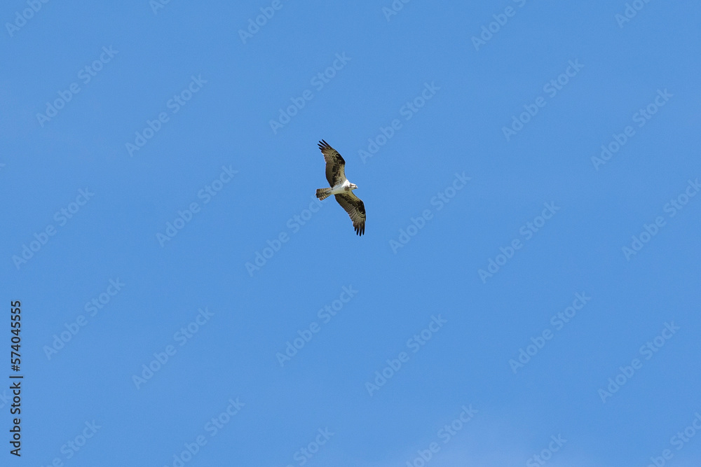 The Osprey eagle flying in all its majesty. Hunt. Species Pandion haliaetus. Bird lover. Birdwatching. Animal world. Birding.