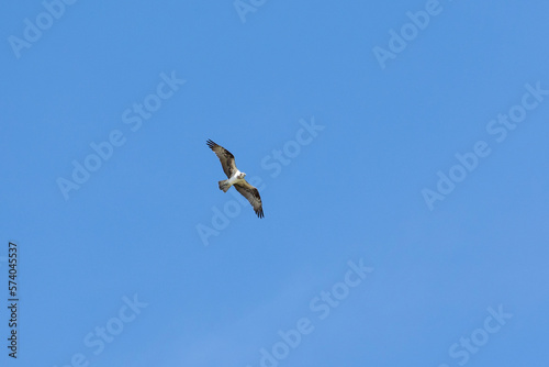 The Osprey eagle flying in all its majesty. Hunt. Species Pandion haliaetus. Bird lover. Birdwatching. Animal world. Birding.