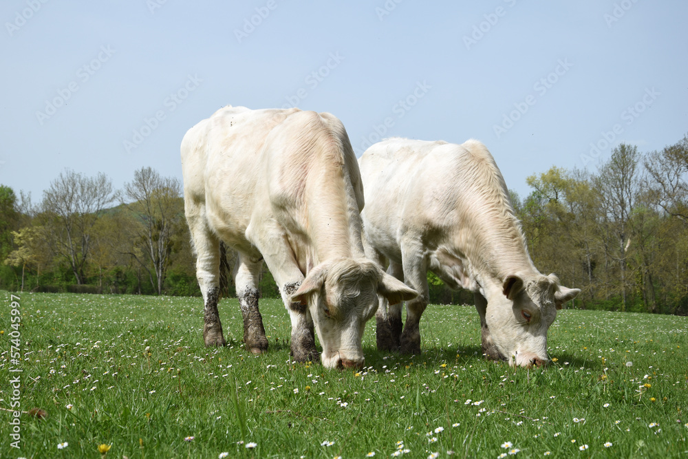 Two Charolais cows in the field in Burgundy (France) Two Charolais cows in the field in Burgundy (France)