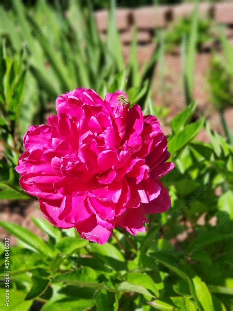 Pink Peony 