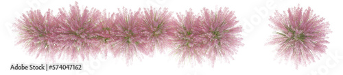 3d  isolated grass plan on PNGs transparent background with 2D plan single plant