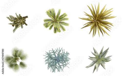 3d isolated succulent, dracena, aloe plan on PNGs transparent background with 2D plan single plant 