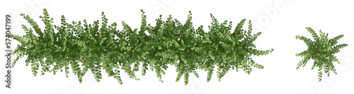 plan 2D view shrub composition Isolated on PNGs transparent background  Use for visualization in graphic design