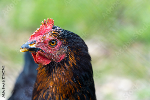 Portrait, black chicken outdoors