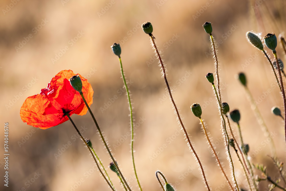 Obraz premium Poppy flowers in spring, may