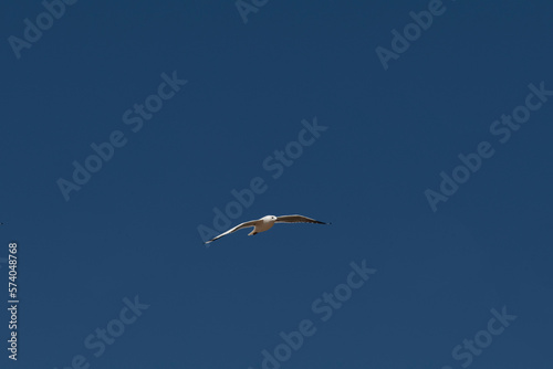 Silver Gull (Chroicocephalus novaehollandiae)