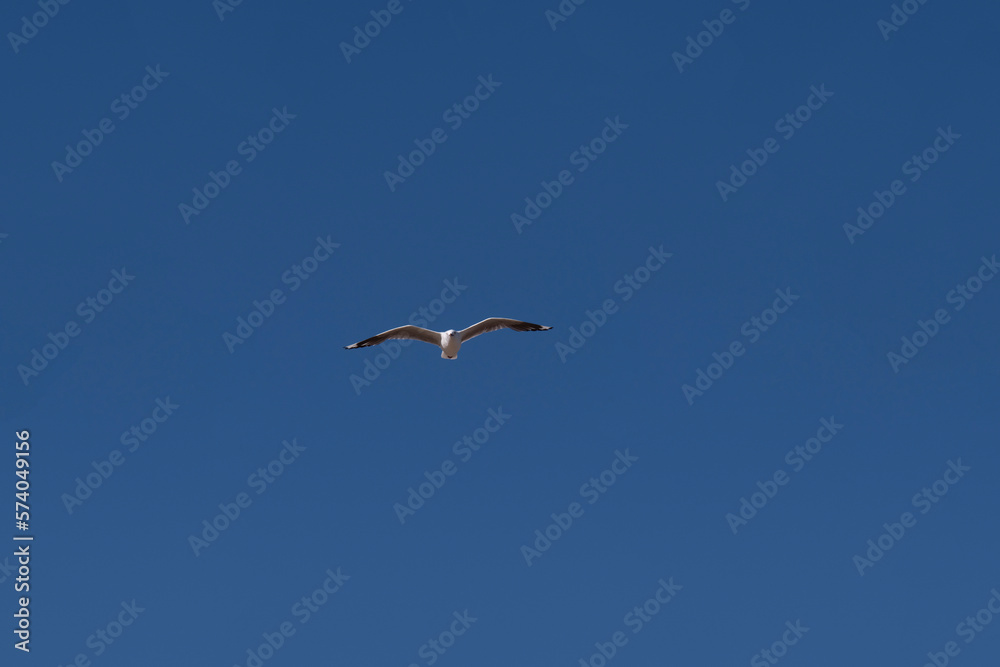 Silver Gull (Chroicocephalus novaehollandiae) Silver Gull (Chroicocephalus novaehollandiae)