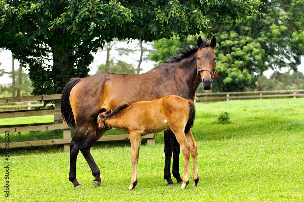Thoroughbred brood mare with foal. Irish National Stud paddocks at Tully, County Kildare, Ireland. Centre of Irish horseracing Thoroughbred brood mare with foal. Irish National Stud paddocks at Tully, County Kildare, Ireland. Centre of Irish horseracing