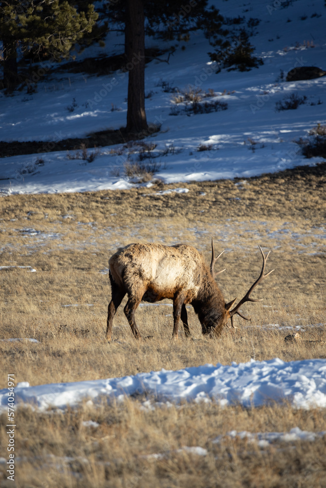Elk Grazing in Rocky Mountain National Park in Colorado Elk Grazing in Rocky Mountain National Park in Colorado