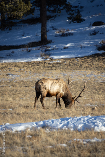 Elk Grazing in Rocky Mountain National Park in Colorado