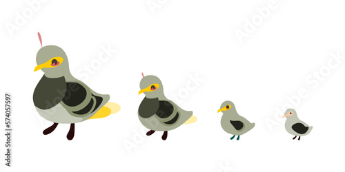 Victoria crowned pigeon 