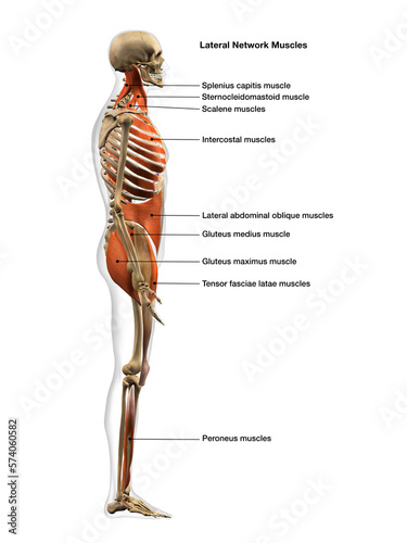 Full Body Diagram of Male Lateral Network Muscles on White Background with Text Labeling photo