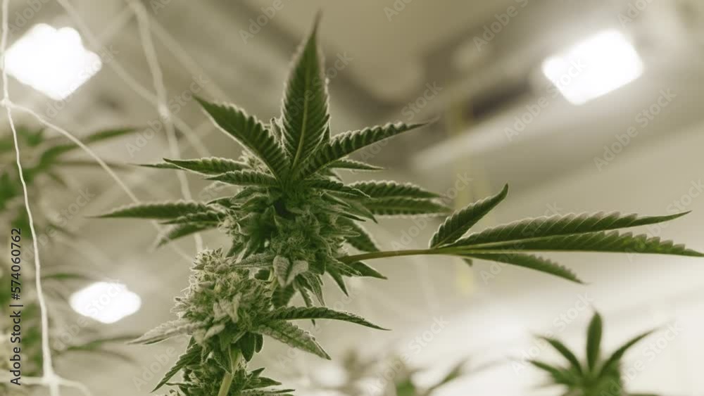 Lush green cannabis flowers growing in a greenhouse. Marijuana for medical purposes needs suspended under the roof below warm lighting lamps. High quality 4k footage Lush green cannabis flowers growing in a greenhouse. Marijuana for medical purposes needs suspended under the roof below warm lighting lamps. High quality 4k footage