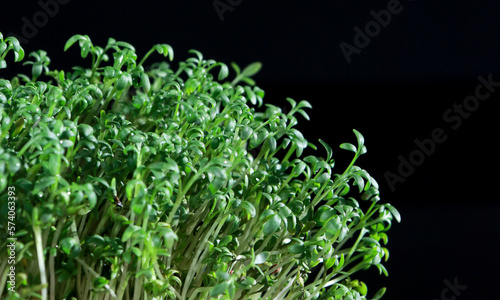 close up of green fresh cress sprouts, black background 