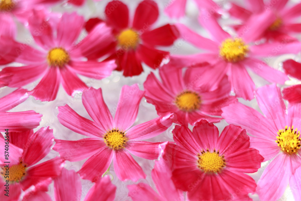 Garden cosmos or Mexican aster. Purple pink Cosmos flower different colors. Flowers background. Cosmos Bipinnatus
. Top view. Petals. Various garden flowers. Abstract collage. Floral card design Garden cosmos or Mexican aster. Purple pink Cosmos flower different colors. Flowers background. Cosmos Bipinnatus
. Top view. Petals. Various garden flowers. Abstract collage. Floral card design