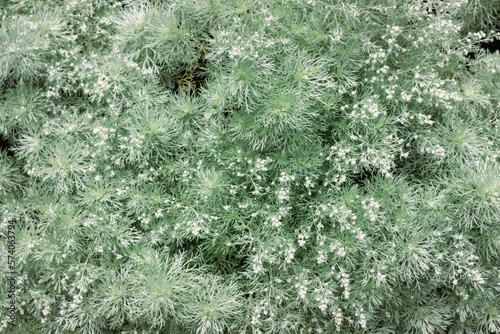 фотографія Soft feathery silver green foliage of artemisia