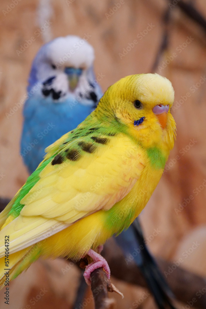 Obraz premium Beautiful yellow parrot sits on branch in aviary, undulated grass parakeet
