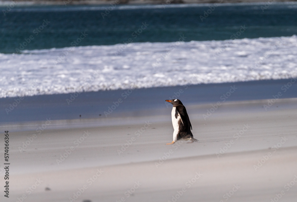 Obraz premium Gentoo penguin walking on beach to sea at Bluff Cove Falkland Islands with wings outstretched