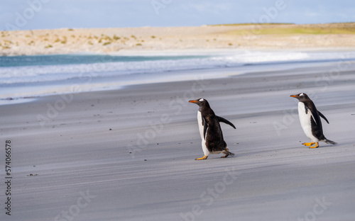 Pair of Gentoo penguins walking on beach to sea at Bluff Cove Falkland Islands