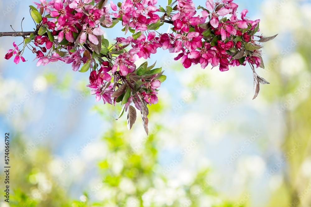 © BillionPhotos.com - Fresh beautiful spring flower of cherry tree.