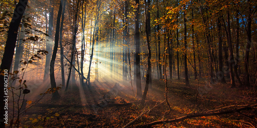 Tablou pe pânză Early morning mist and sunrays in autumn woods