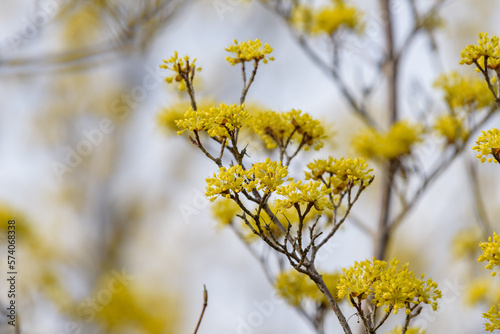 Yellow flower of cornus officinalis,  Japanese cornelian cherry © pikumin