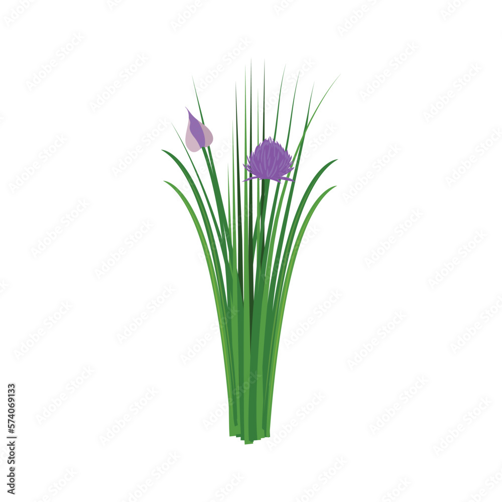 Fototapeta premium Сhives. Chives purple. Chives color vector illustration. Allium schoenoprasum or garlic chives. Isolated on a white background. For web, menu, logo, textile, icon