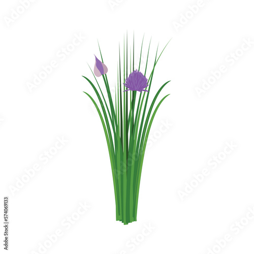   hives. Chives purple. Chives color vector illustration. Allium schoenoprasum or garlic chives. Isolated on a white background. For web  menu  logo  textile  icon