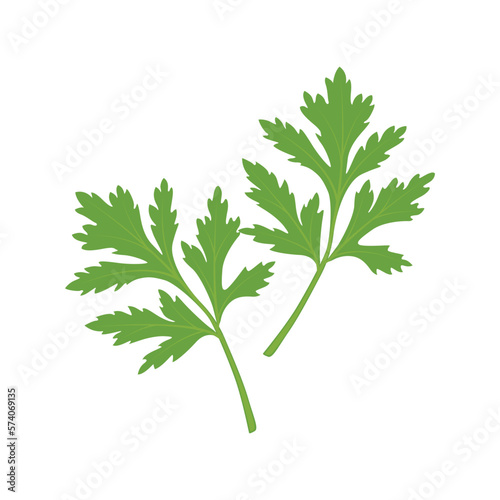 Cilantro Leaves vector flat graphic illustration, fully adjustable and scalable.  Isolated on a white background. For web, menu, logo, textile, icon. Vector illustration