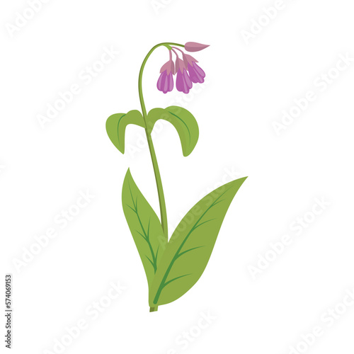 Comfrey. Comfrey Symphytum officinale , or boneset, knitbone, consound, slippery-root, medicinal plant
