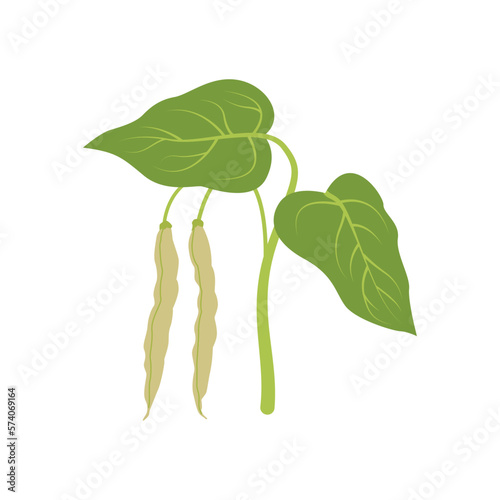 Common beans (Phaseolus vulgaris). Fresh Green Beans or Phaseolus Vulgaris with Green Leaves on A Vine. Vector illustration