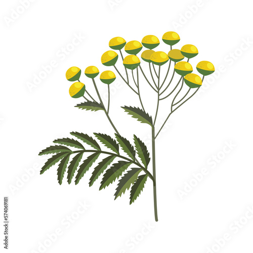 Costmary. Costmary herb. Isolated on a white background. A close up of the blooming herb costmary (Tanacetum vulgaris). For web, menu, logo, textile, icon. Vector illustration photo