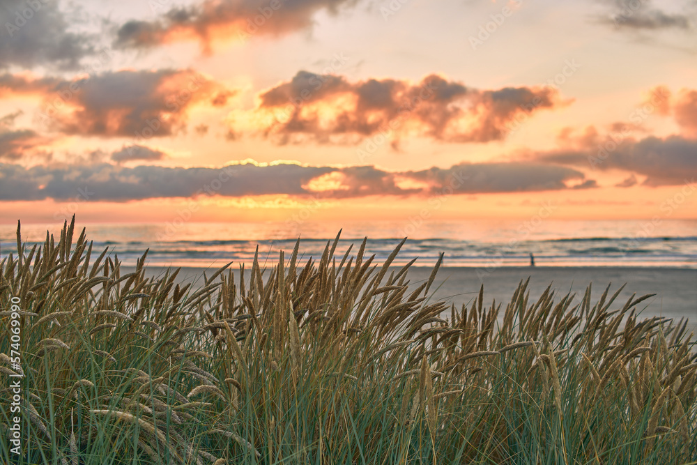 Dune grass at the coast of denmark during sunset. High quality photo