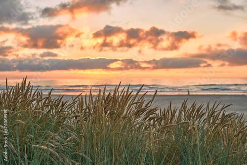 Dune grass at the coast of denmark during sunset. High quality photo