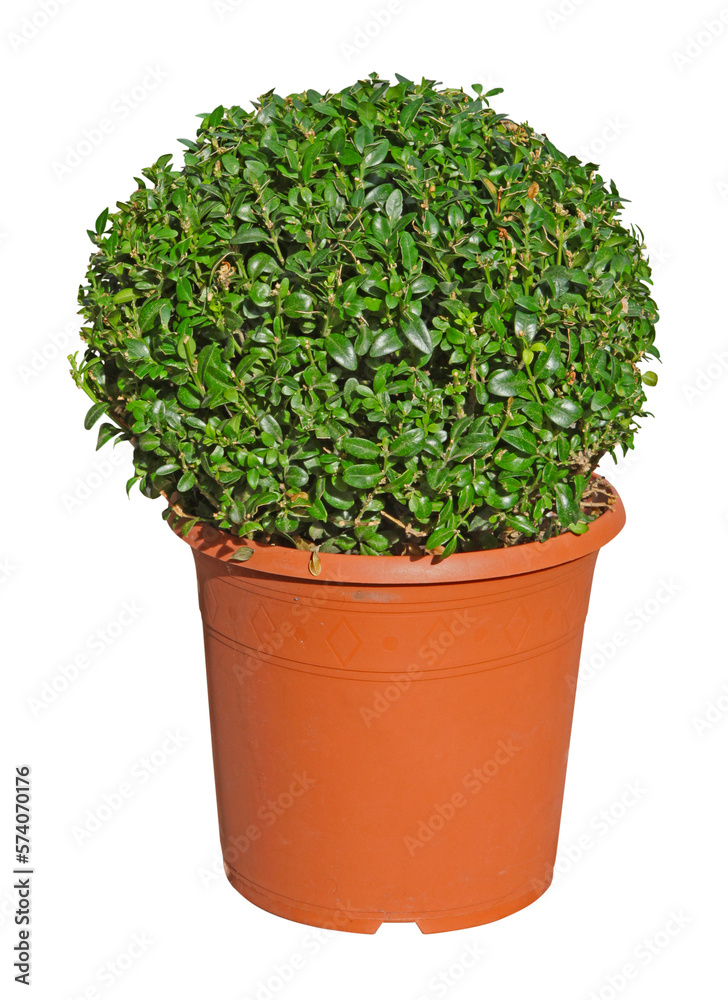 Buxus taillé en boule en pot Buxus taillé en boule en pot