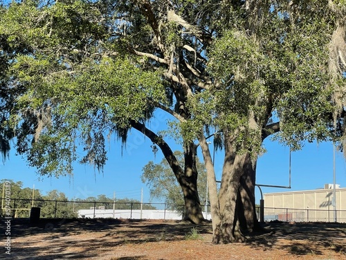 tree in the field