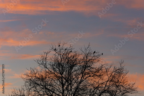 Birds on the trees at sunset