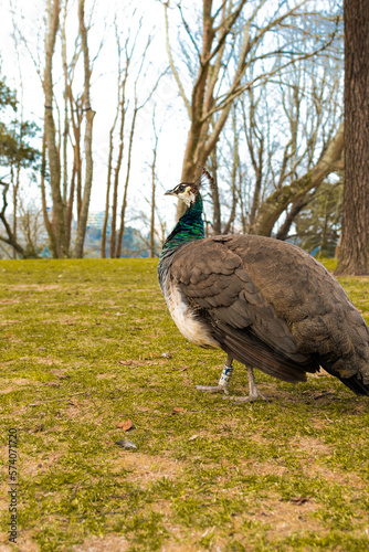 Hembra de pavo real 