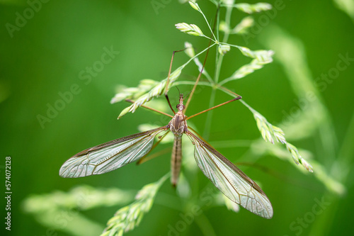 Crane fly resting on grass