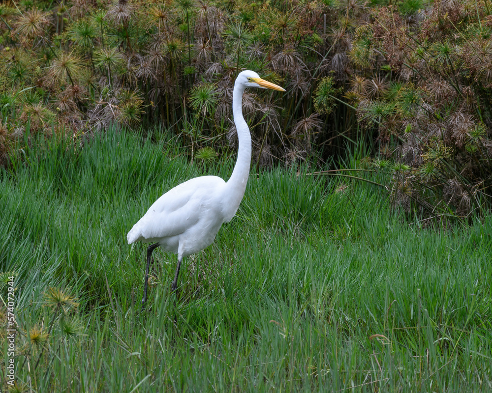 Ardea Alba, Great Egret fishing on a swamp Ardea Alba, Great Egret fishing on a swamp