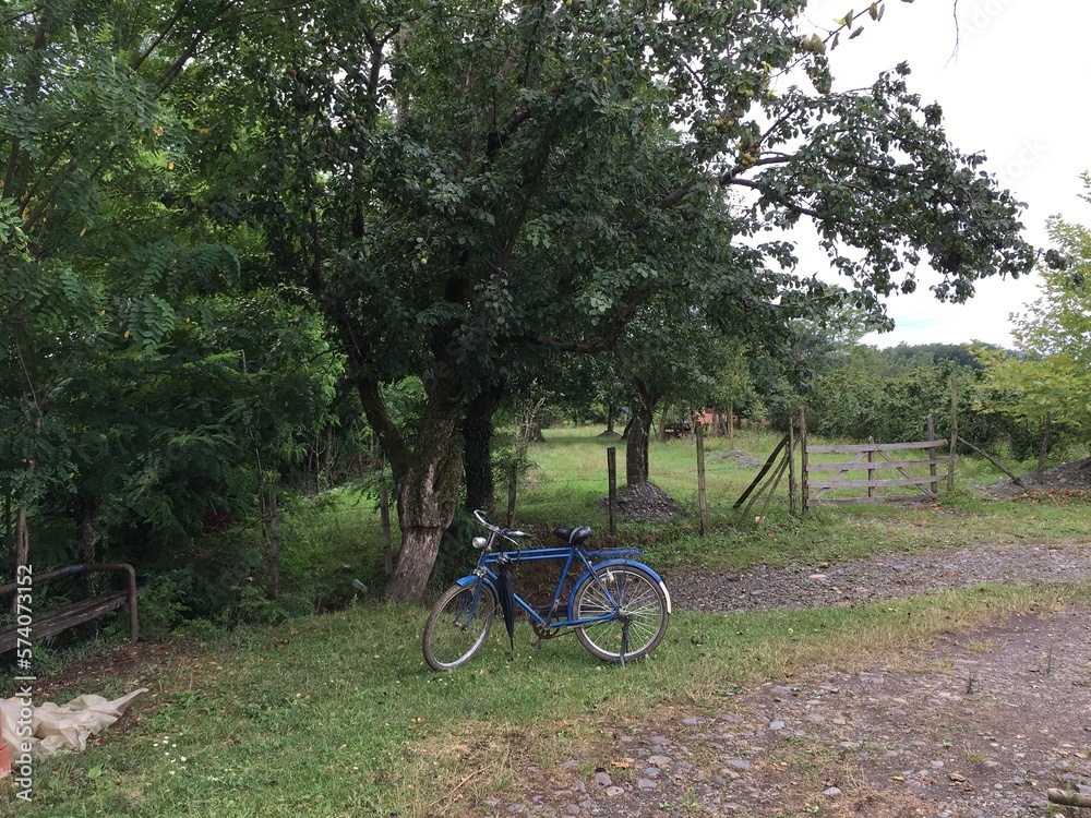 Fototapeta premium old blue bicycle in the garden by the tree